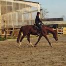 Cheval de dressage