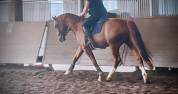 Cheval de dressage