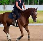 Cheval de dressage