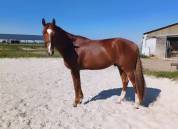 Cheval de dressage