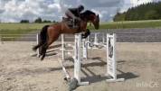 Yegua sBs Caballo de Deporte Belga En venta 2020 Bayo por Conthargos