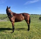 Yegua sBs Caballo de Deporte Belga En venta 2020 Bayo por Conthargos