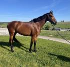 Yegua sBs Caballo de Deporte Belga En venta 2020 Bayo por Conthargos