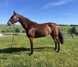 Yegua sBs Caballo de Deporte Belga En venta 2020 Bayo por Conthargos