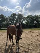 Knappe 5 jarige merrie 