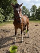 Knappe 5 jarige merrie 