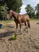 Knappe 5 jarige merrie 