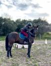 cheval de loisir hongre OC qui prend 5 ans
