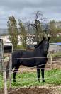 cheval de loisir hongre OC qui prend 5 ans