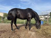 cheval de loisir hongre OC qui prend 5 ans