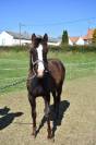 Poulain Cheval paint horse