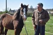 Poulain Cheval paint horse