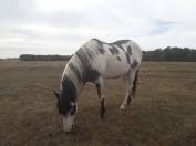 Poulain Cheval paint horse