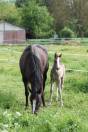 Poulain Cheval paint horse