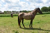 Poulain Cheval paint horse Grullo