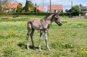 Poulain Cheval paint horse Grullo