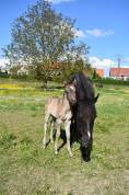 Poulain Cheval paint horse Grullo