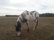 Poulain Cheval paint horse