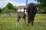 Poulain Cheval paint horse