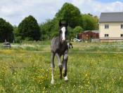 Poulain Cheval paint horse
