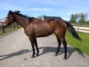 Superbe jument PS de 4ans 
