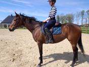 Superbe jument PS de 4ans 