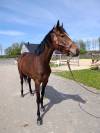 Superbe jument PS de 4ans 