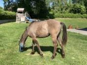 Poulain Quarter Horse