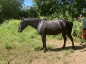 Poulain Quarter Horse