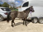 Poulain Quarter Horse