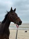 Jument | PS de 6 ans à vendre