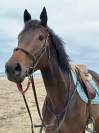 Jument | PS de 6 ans à vendre