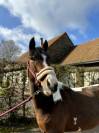 Poney 5 ans