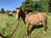 Pouliche Quarter Horse