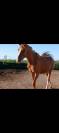 Gentil poney 3ans