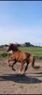Gentil poney 3ans