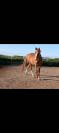 Gentil poney 3ans