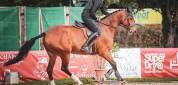Demi-pension cheval 12 ans