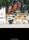 Demi-pension cheval 12 ans