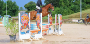 Demi-pension cheval 12 ans