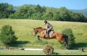Demi-pension cheval 12 ans