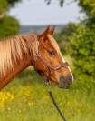 PONEY DE SPORT 2 ANS