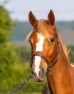 PONEY DE SPORT 2 ANS