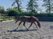 PONEY DE SPORT 2 ANS