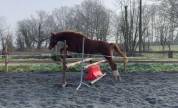 PONEY DE SPORT 2 ANS