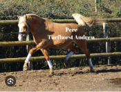 PONEY DE SPORT 2 ANS