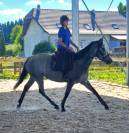 Plusieurs chevaux loisir 