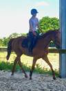Plusieurs chevaux loisir 