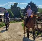 Plusieurs chevaux loisir 