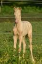 Foal de sport WPB crème aux yeux bleus
